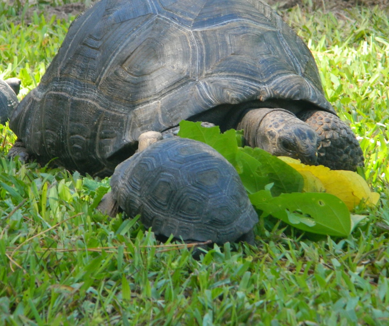 ALDABRA BREEDER