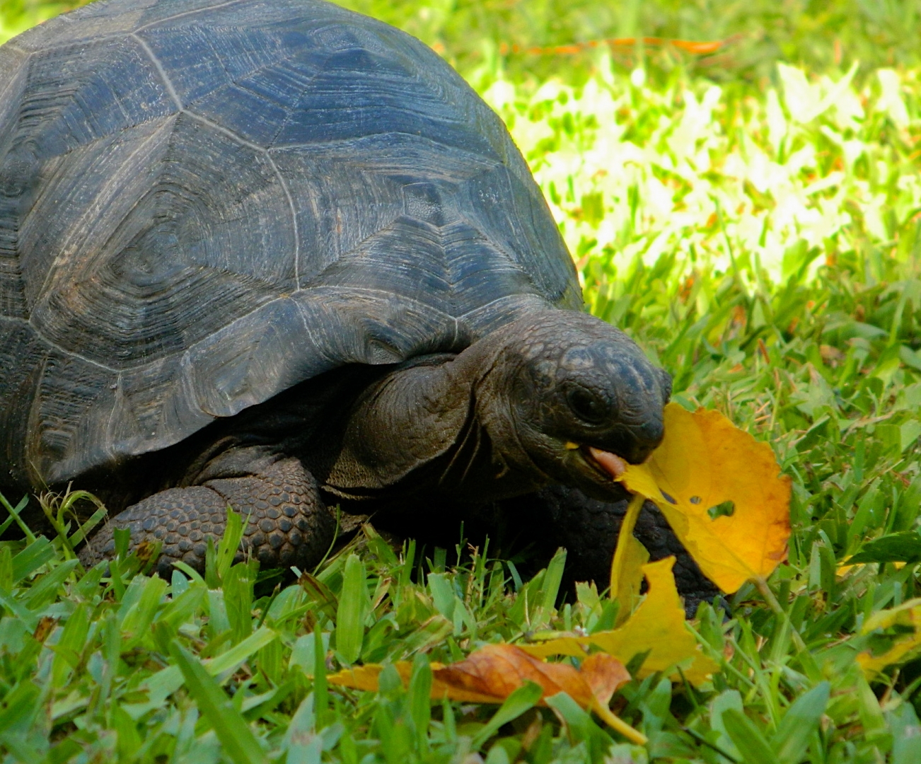 ALDABRA BREEDER