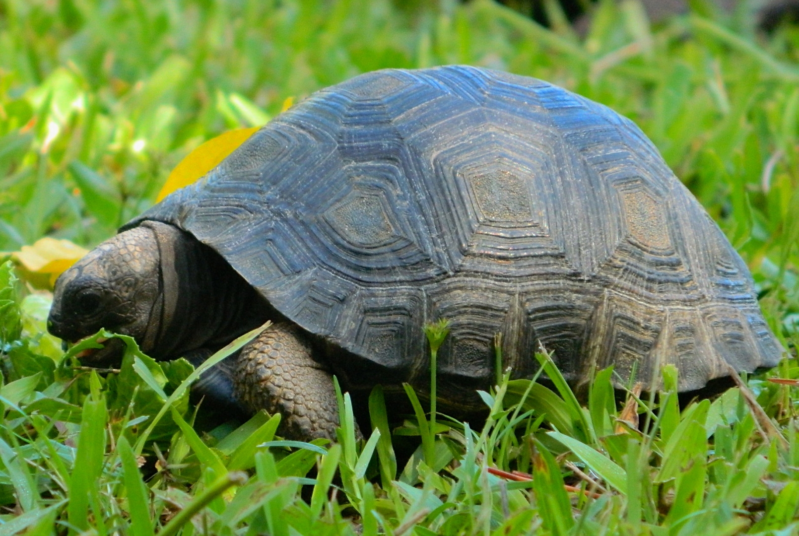 ALDABRA BREEDER