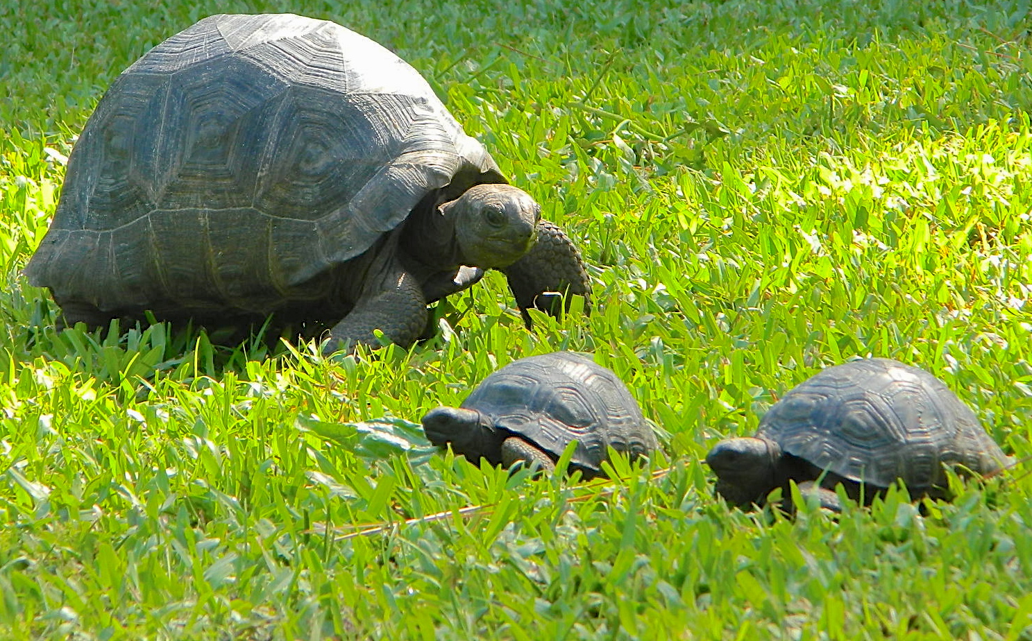 ALDABRA BREEDER
