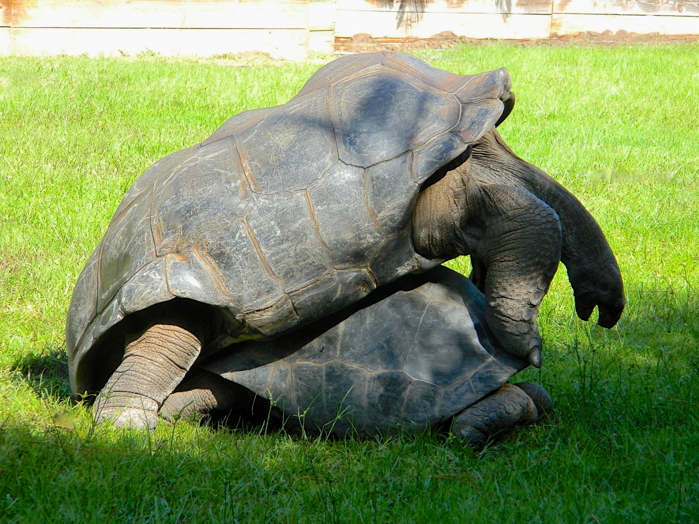 ALDABRA BREEDER