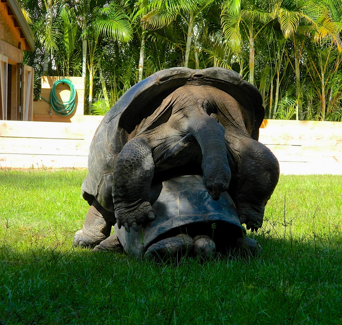 ALDABRA BREEDER