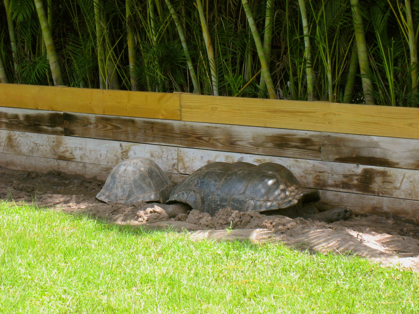 ALDABRA BREEDER