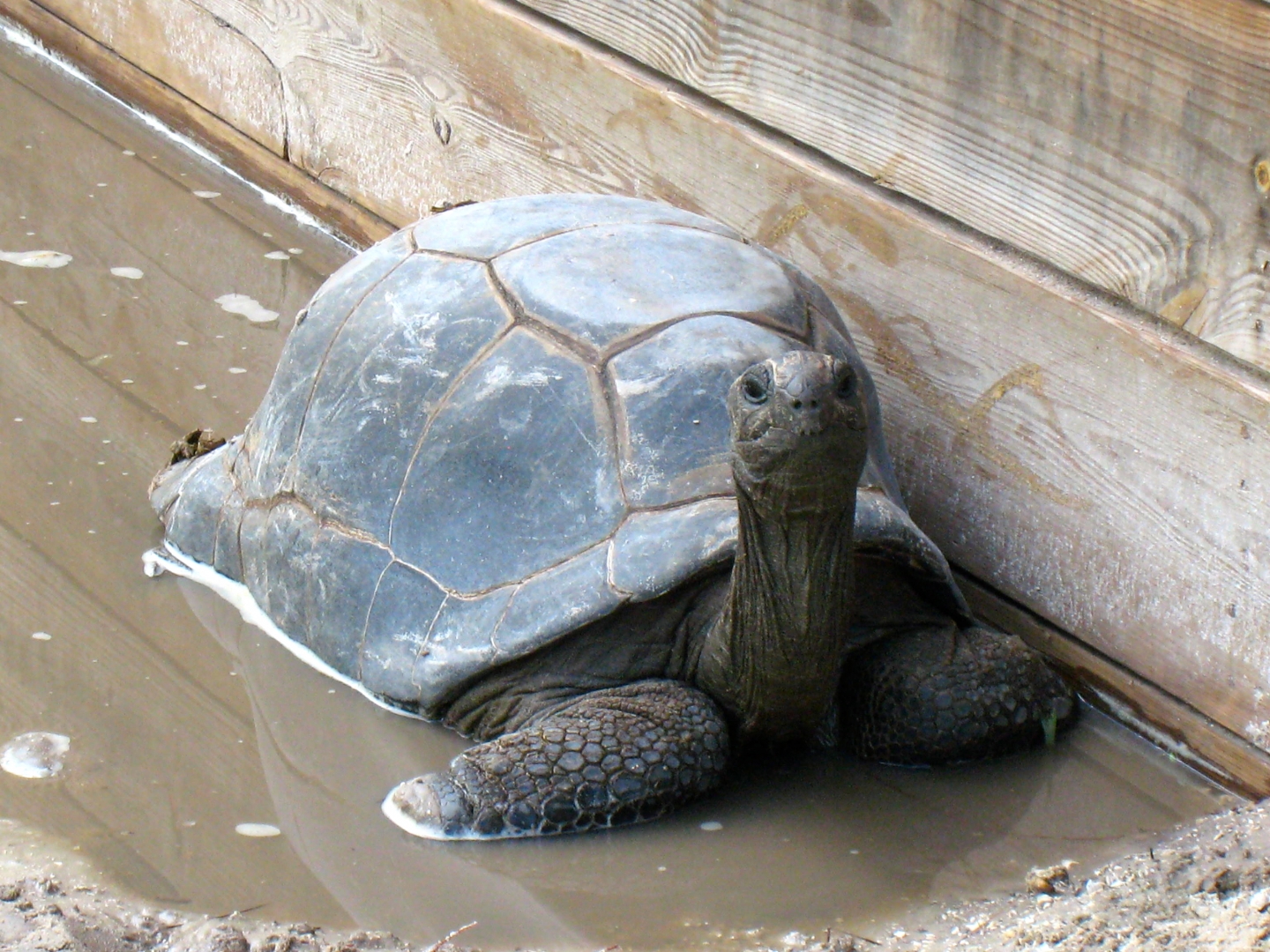 ALDABRA BREEDER