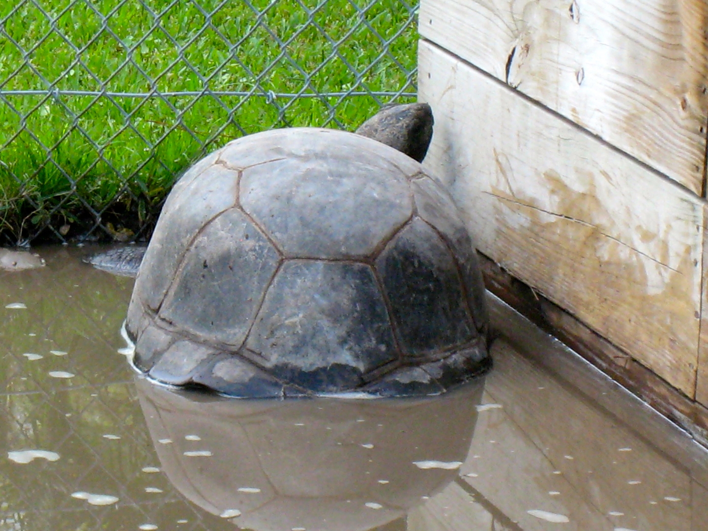 ALDABRA BREEDER