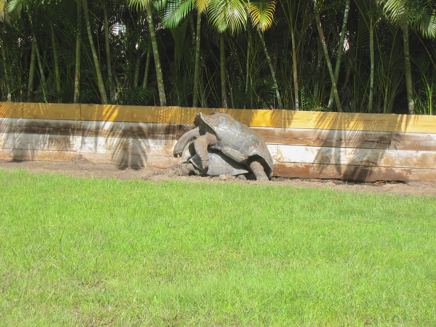 ALDABRA BREEDER