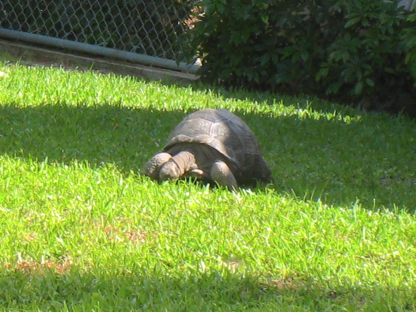 ALDABRA BREEDER