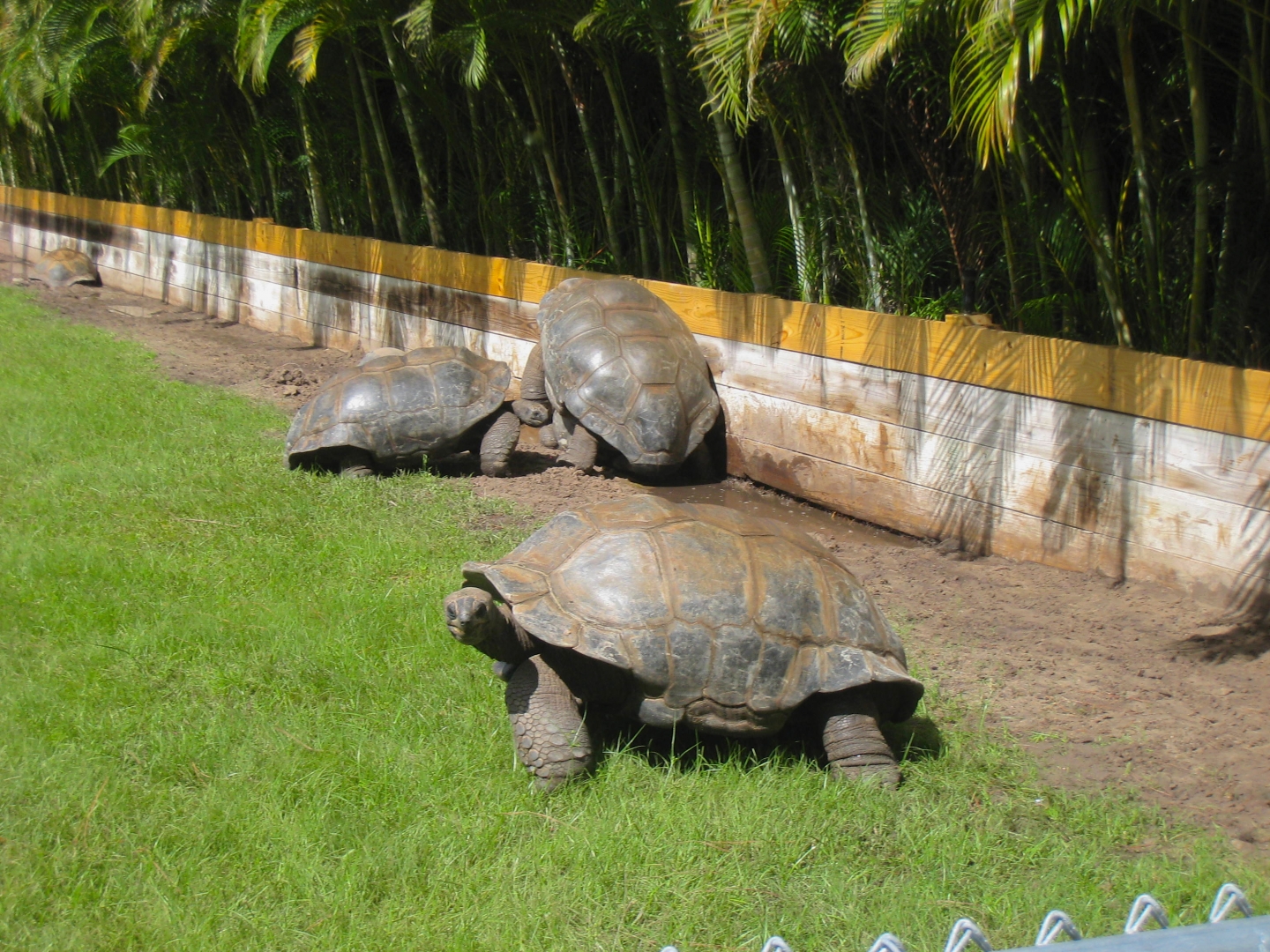 ALDABRA BREEDER