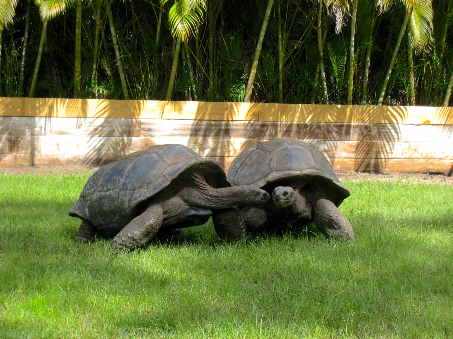 ALDABRA BREEDER