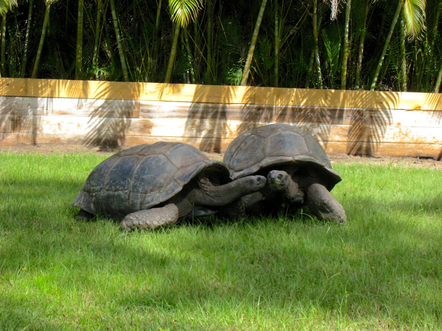 ALDABRA BREEDER