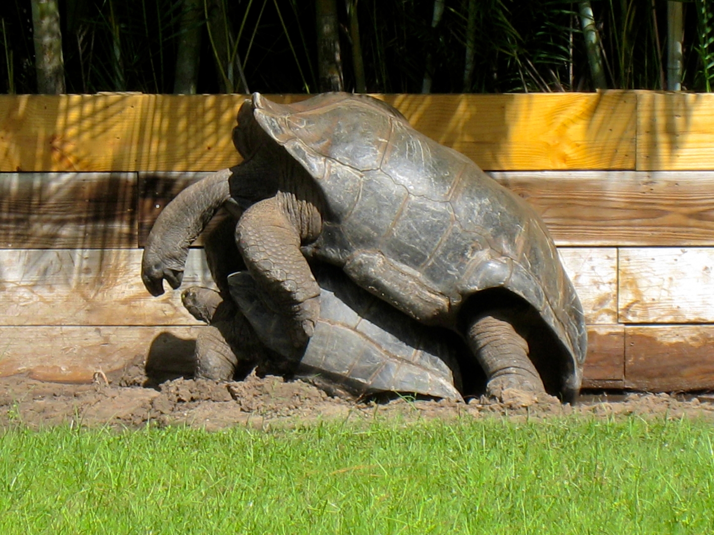 ALDABRA BREEDER