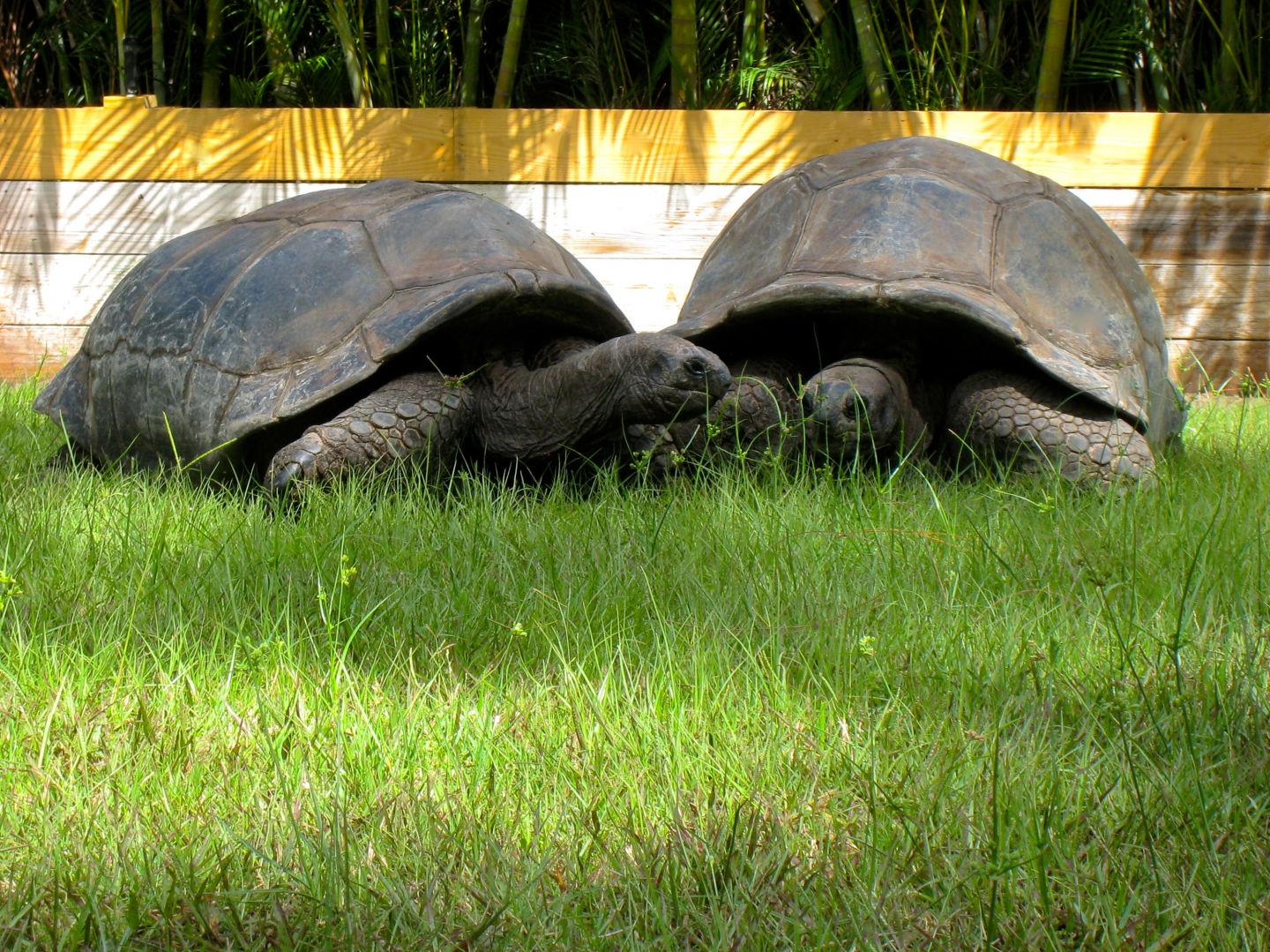 ALDABRA BREEDER