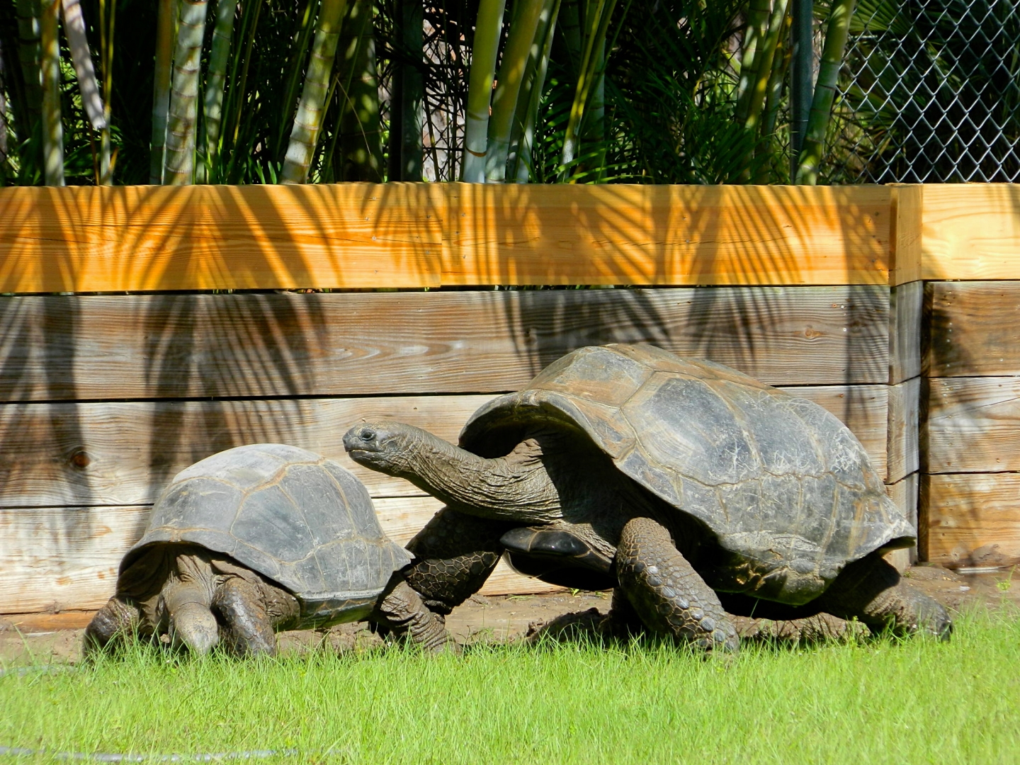 ALDABRA BREEDER