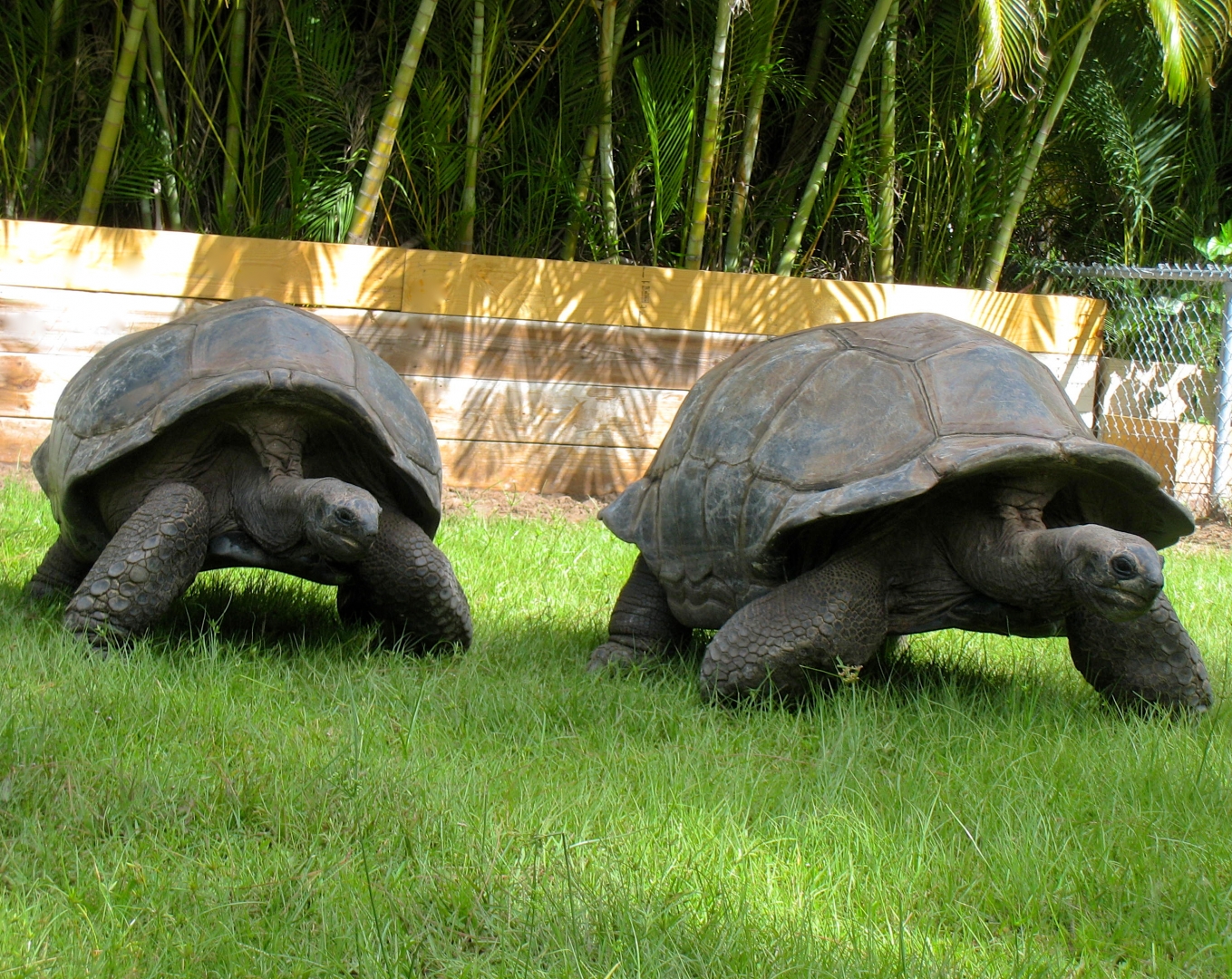 ALDABRA BREEDER