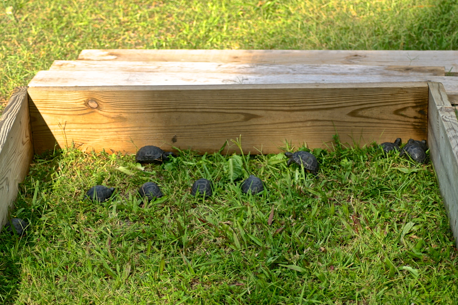 ALDABRA BREEDER