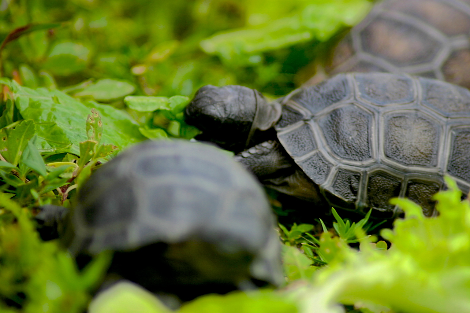 ALDABRA BREEDER