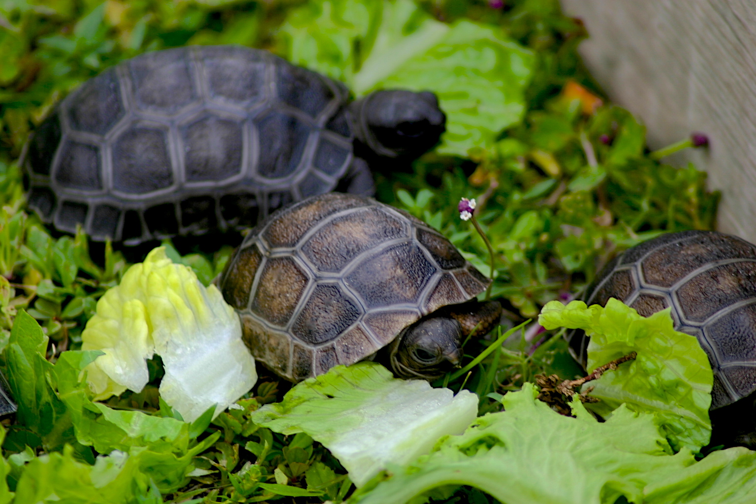 ALDABRA BREEDER