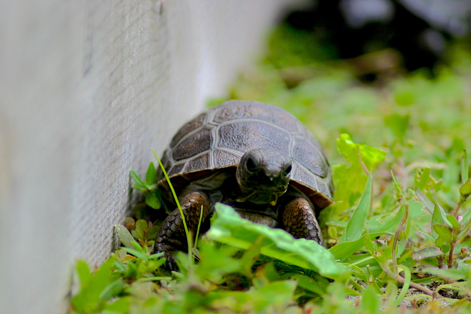 ALDABRA BREEDER