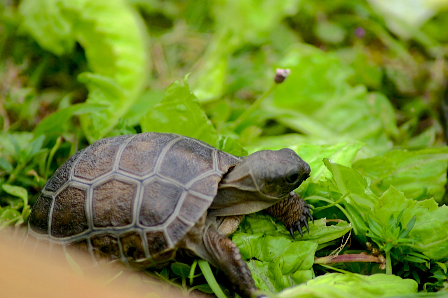 ALDABRA BREEDER