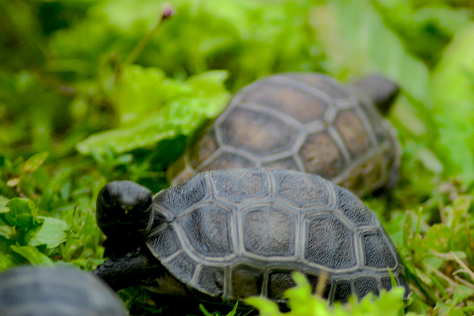 ALDABRA BREEDER