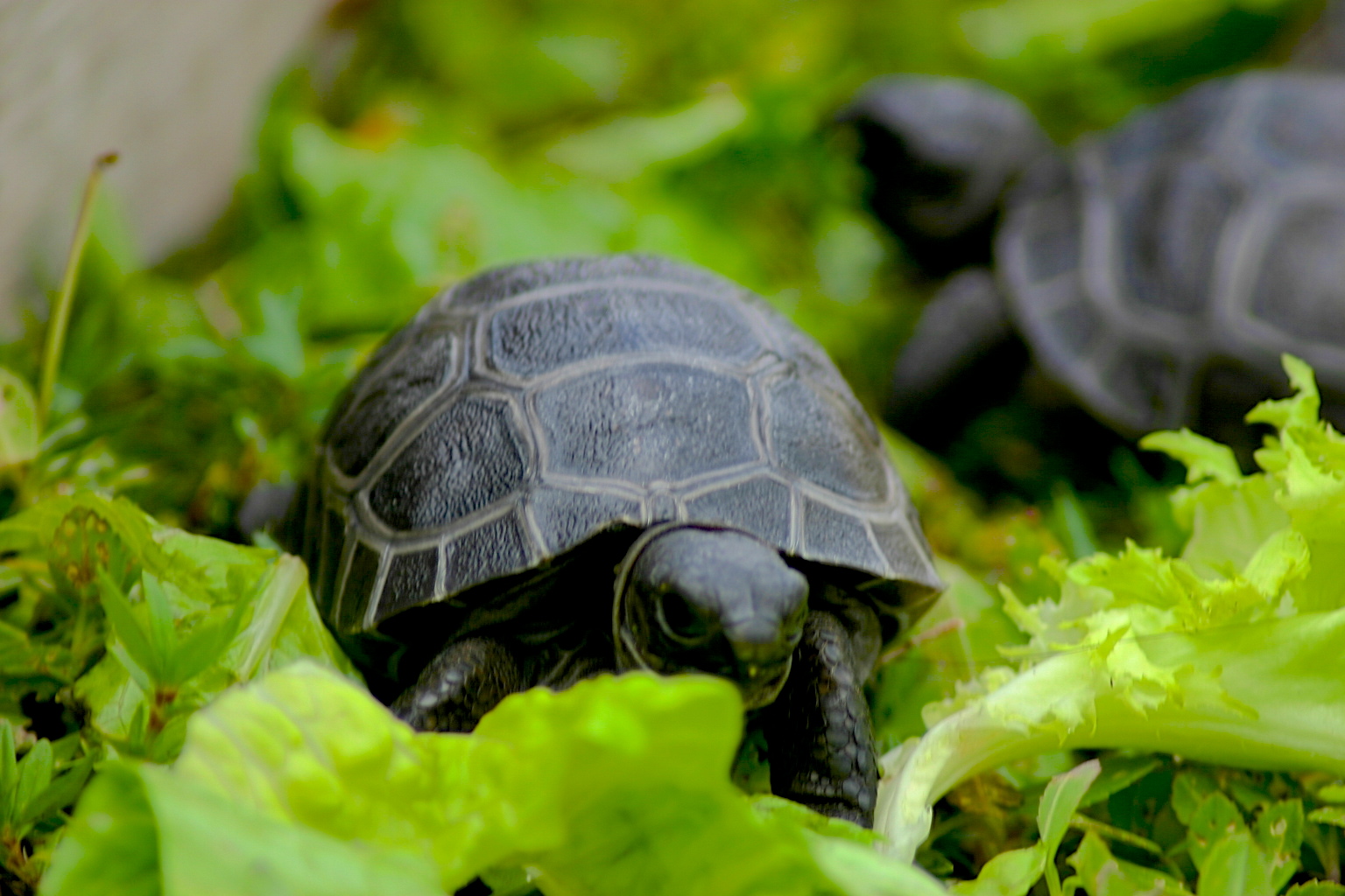 ALDABRA BREEDER