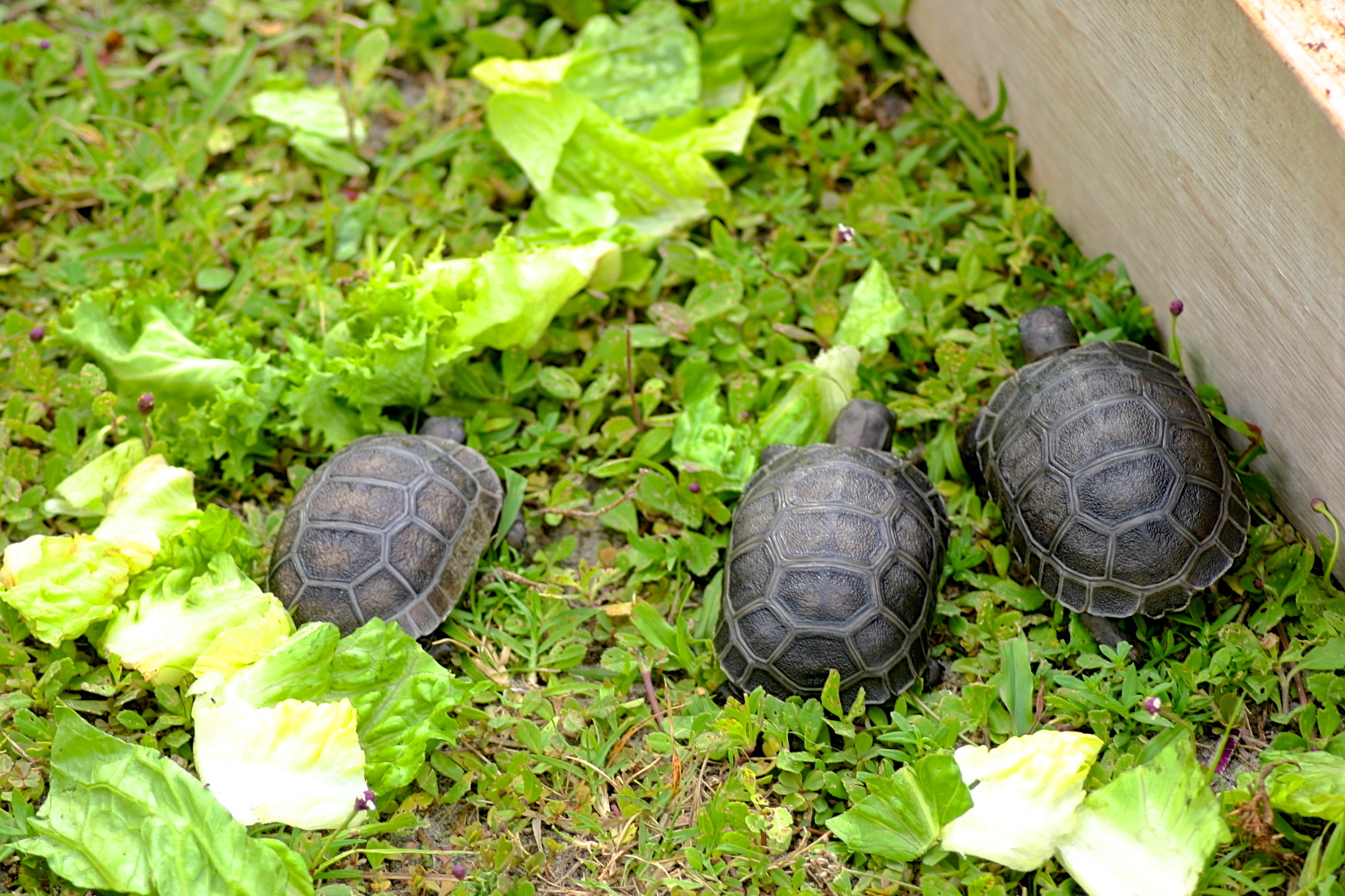 ALDABRA BREEDER