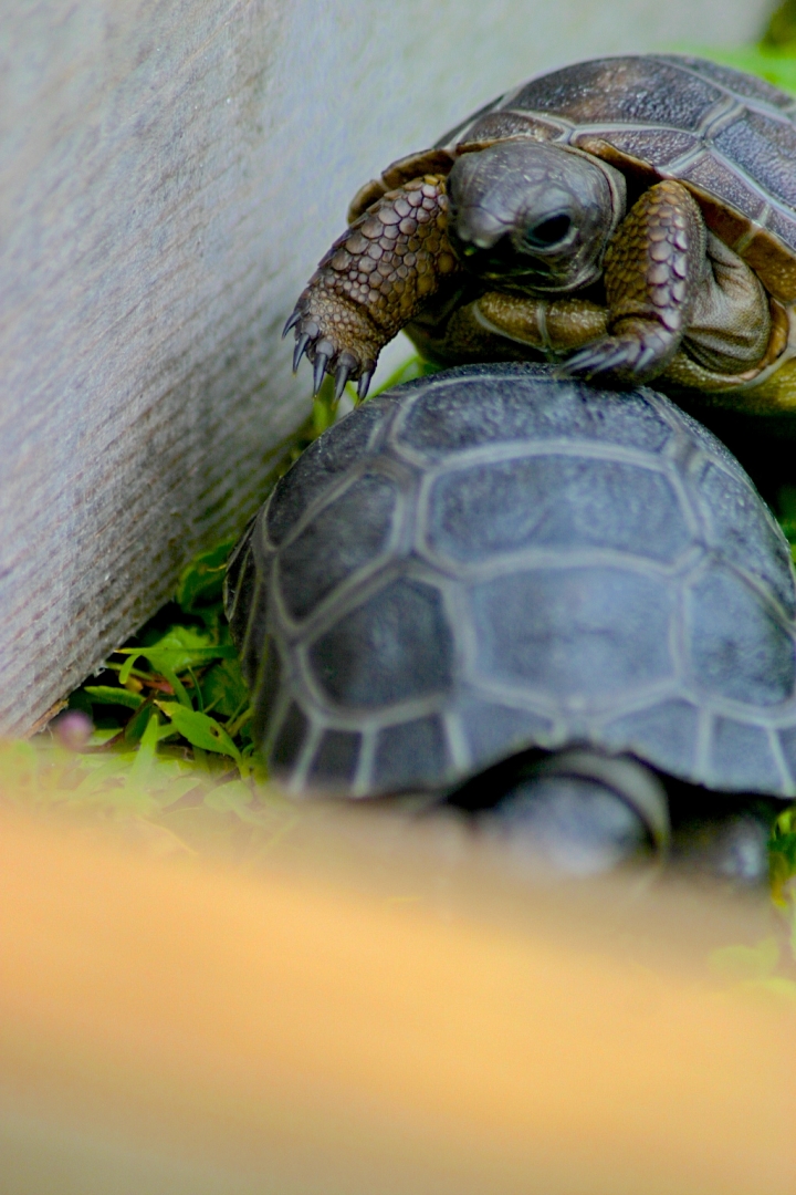 ALDABRA BREEDER