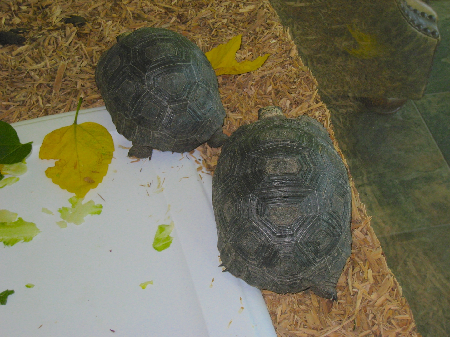 ALDABRA BREEDER