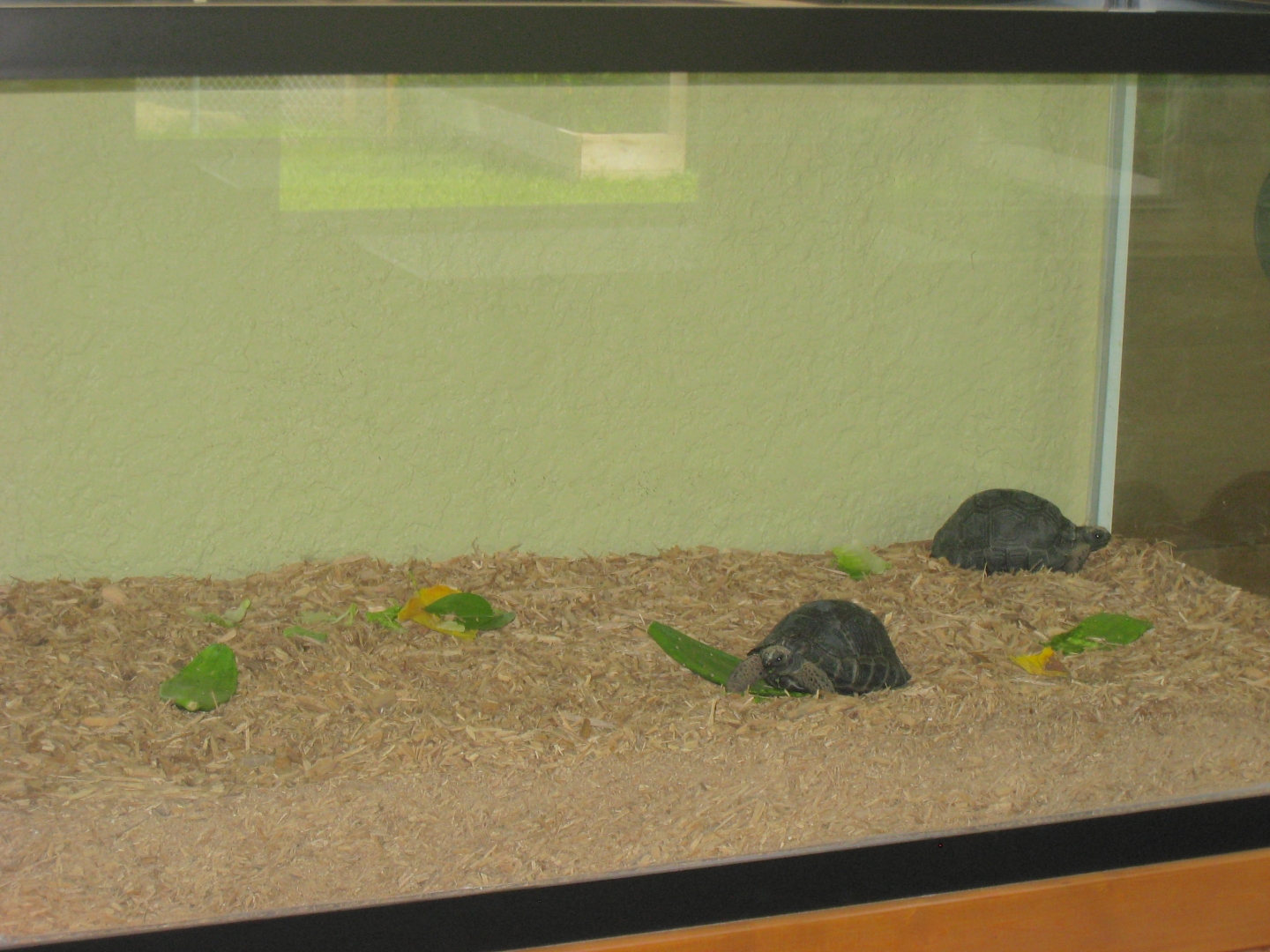 ALDABRA BREEDER