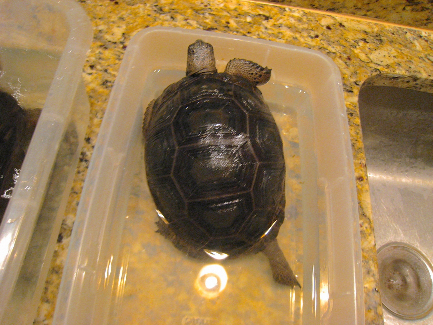 ALDABRA BREEDER