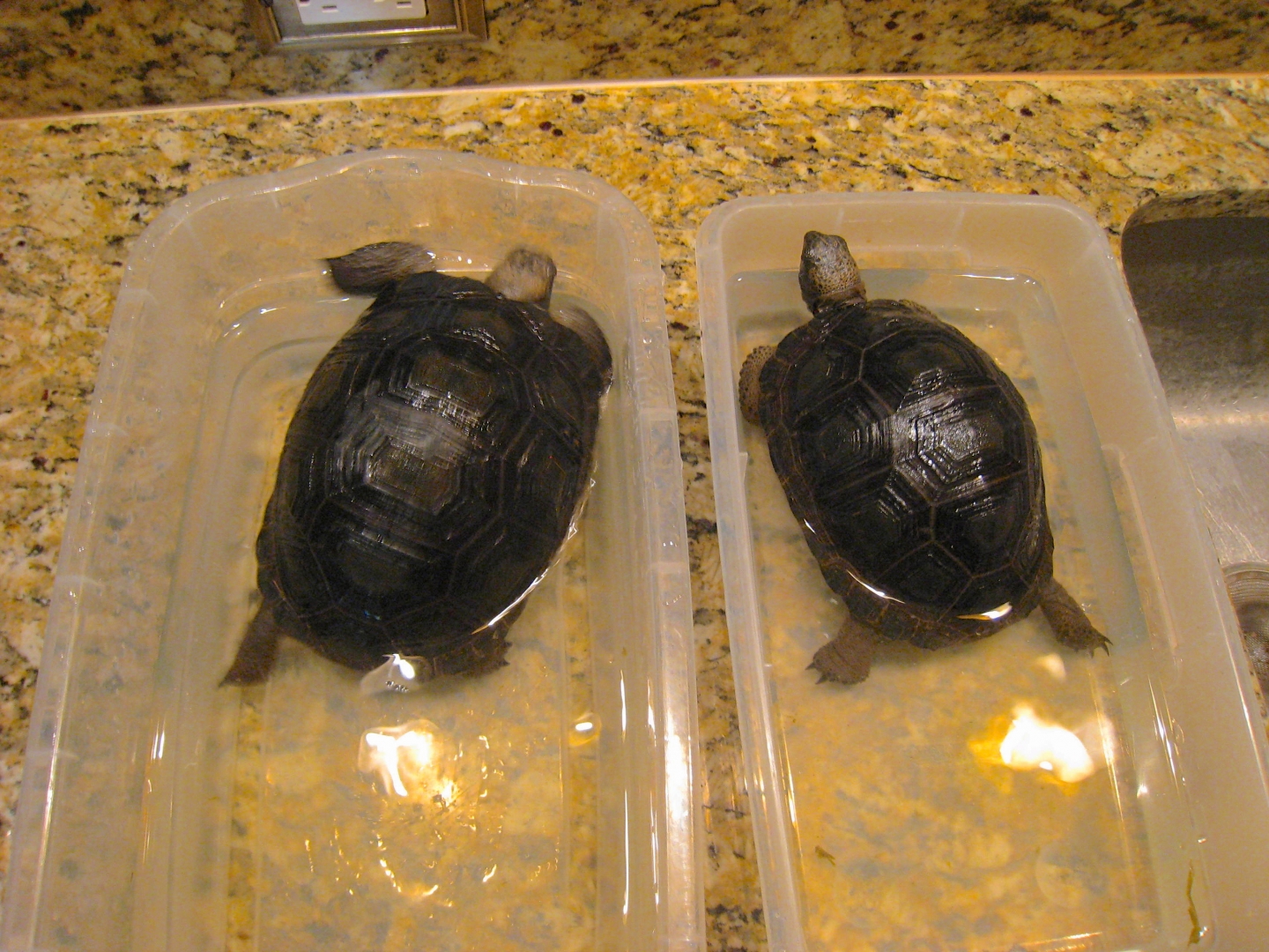 ALDABRA BREEDER