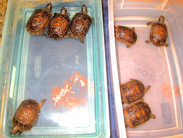 ALDABRA BREEDER