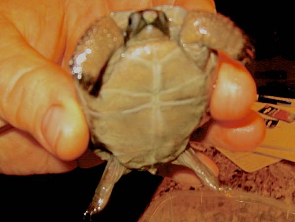 ALDABRA BREEDER