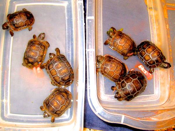 ALDABRA BREEDER