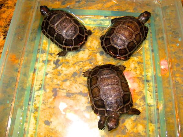 ALDABRA BREEDER