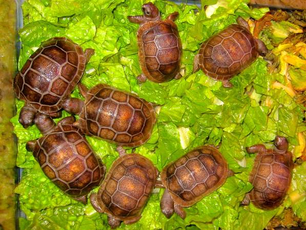 ALDABRA BREEDER