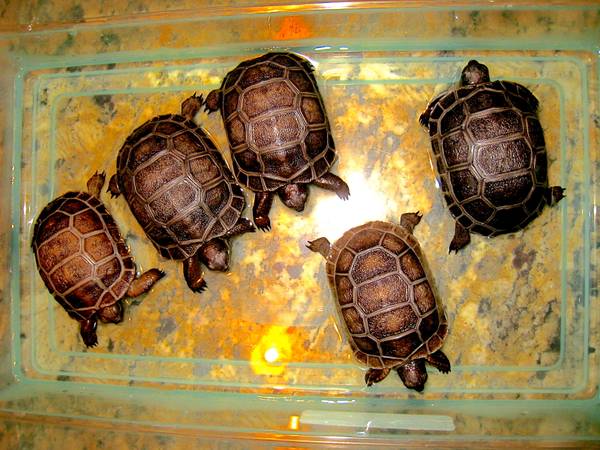 ALDABRA BREEDER
