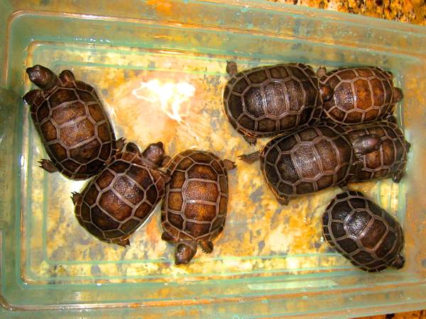 ALDABRA BREEDER