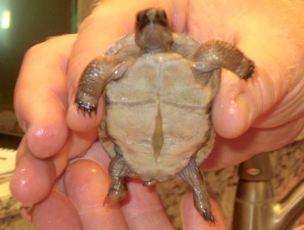 ALDABRA BREEDER