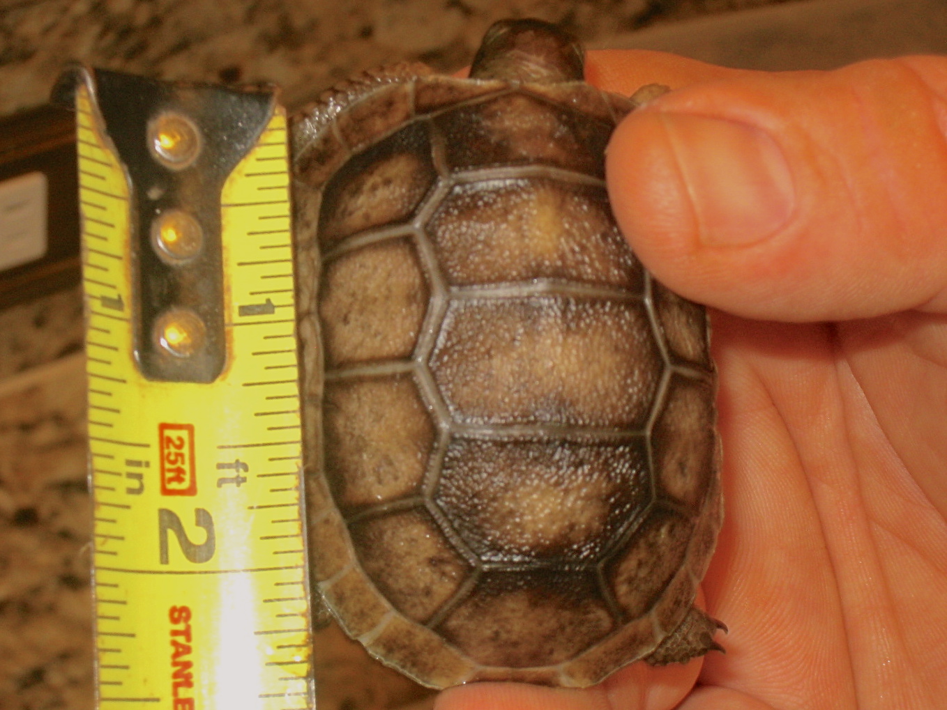 ALDABRA BREEDER