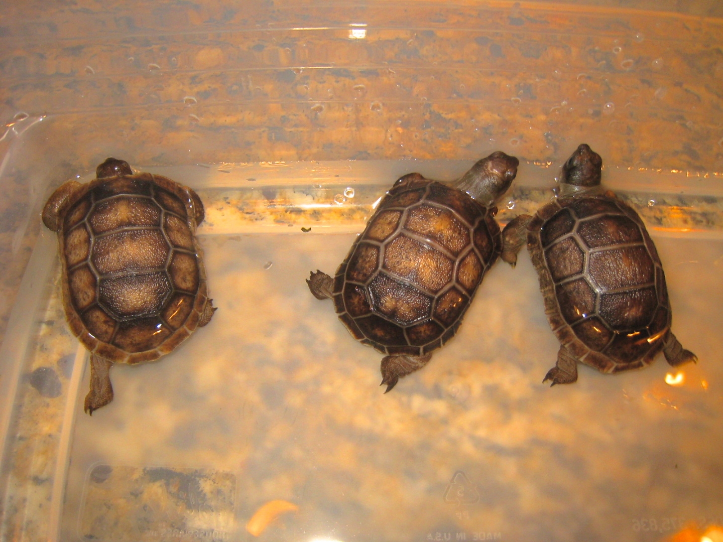ALDABRA BREEDER