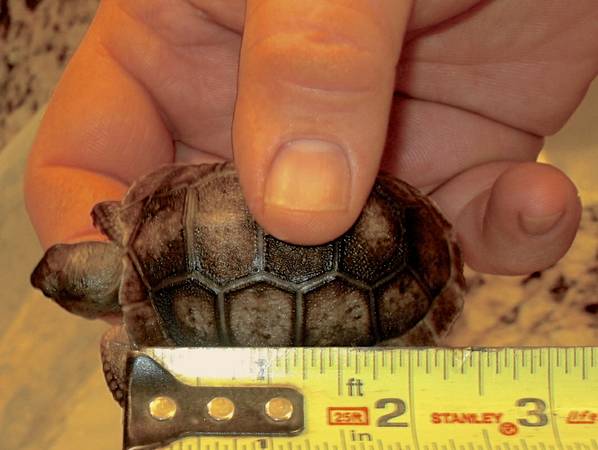 ALDABRA BREEDER