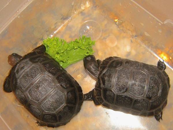 ALDABRA BREEDER