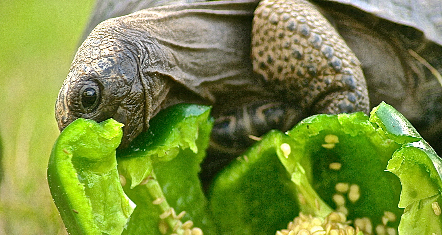 ALDABRA BREEDER