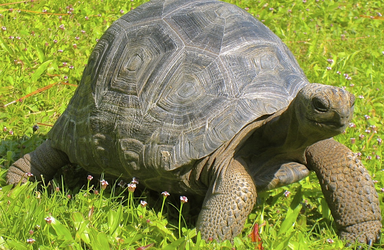 ALDABRA BREEDER
