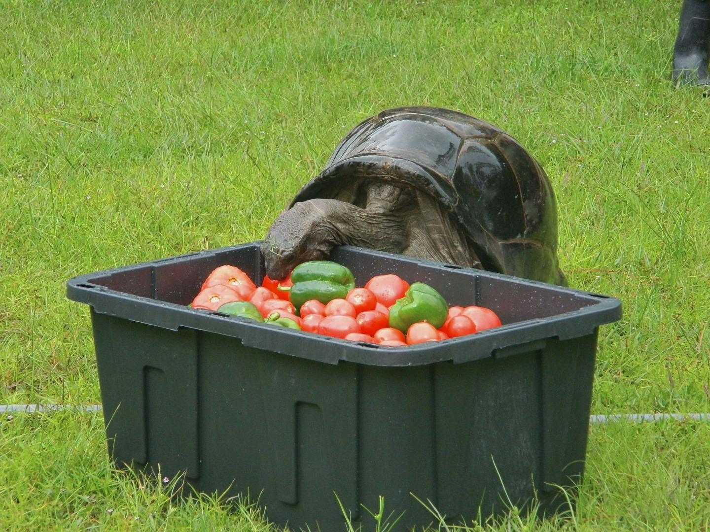 ALDABRA BREEDER
