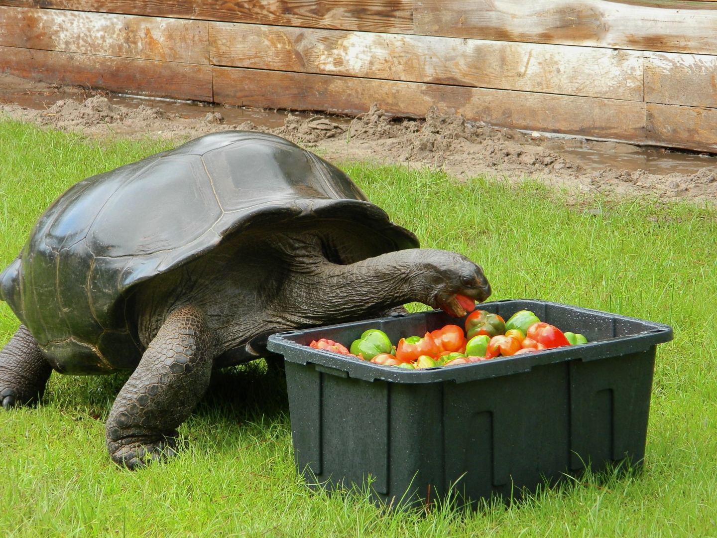 ALDABRA BREEDER