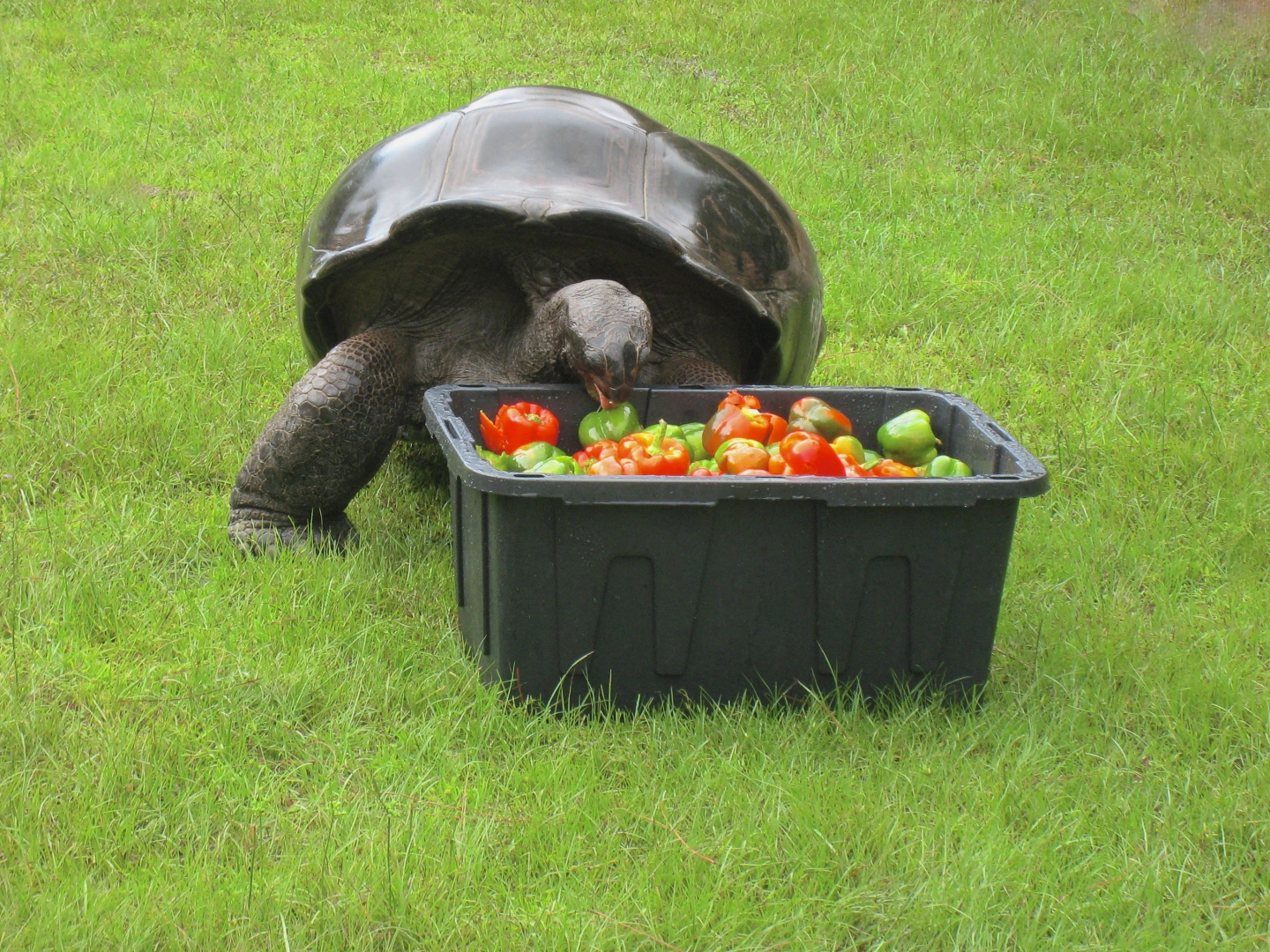 ALDABRA BREEDER