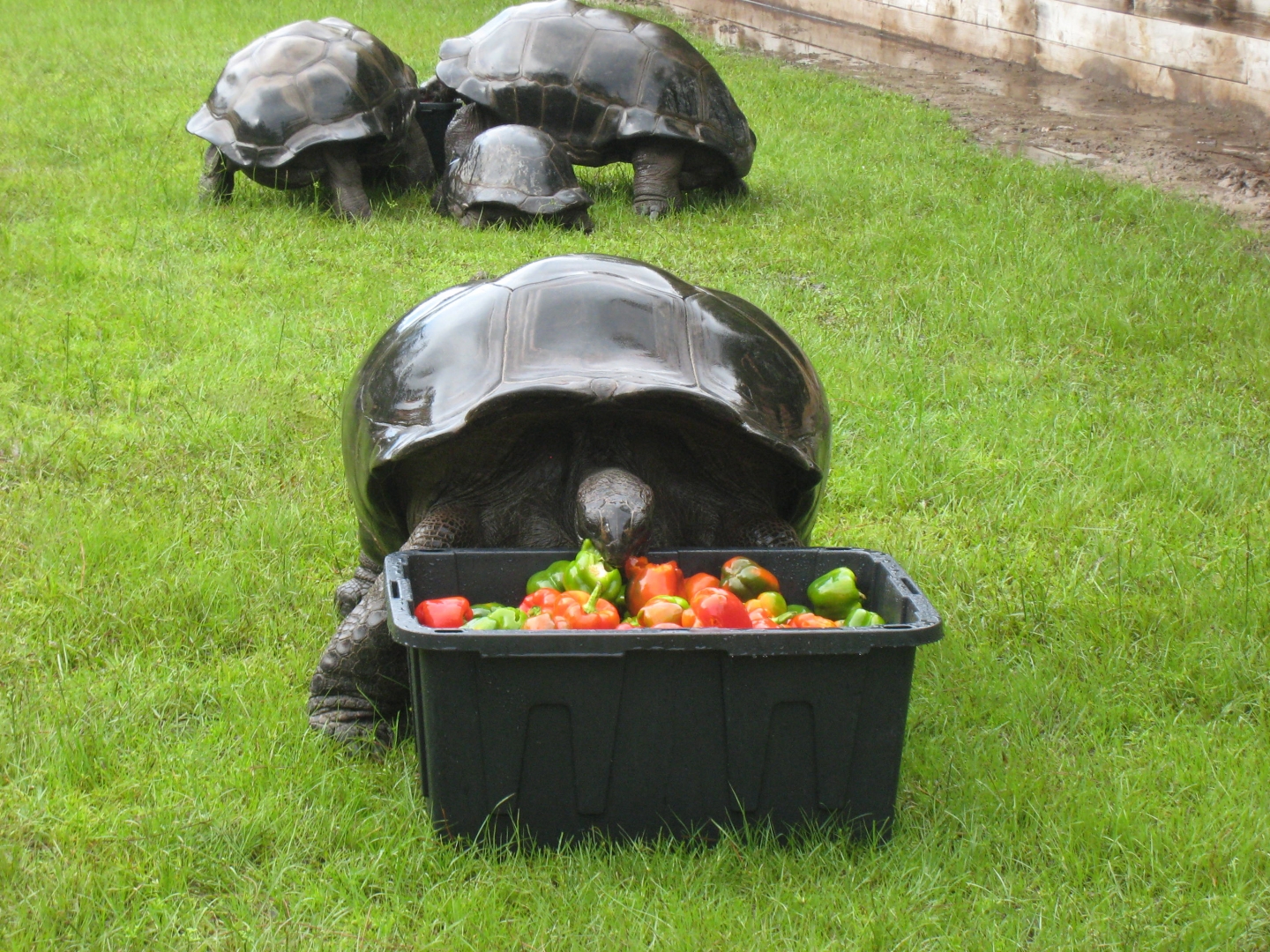 ALDABRA BREEDER