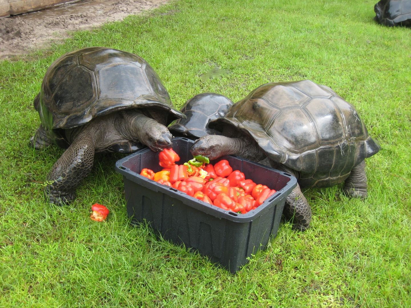 ALDABRA BREEDER